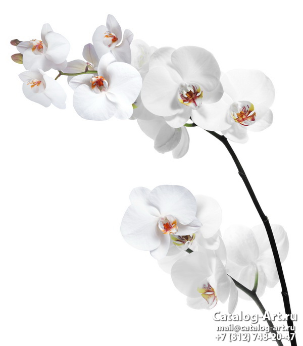 картинки для фотопечати на потолках, идеи, фото, образцы - Потолки с фотопечатью - Белые орхидеи 47